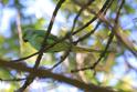 IMG_7700 Rose-ringed Parakeet.JPG